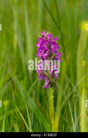 Western marsh orchid (Dactylorhiza majalis), Murnau, Bavaria, Germany