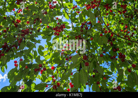 Ripe sour cherries (Prunus cerasus) on tree, Bavaria, Germany Stock Photo