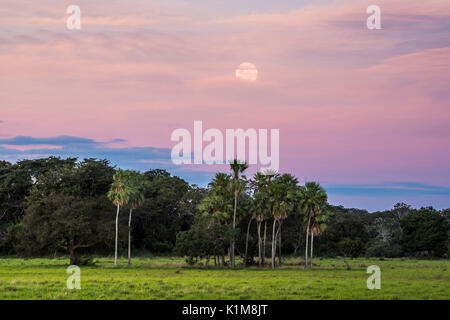 Landscape with moriche palm trees in the southern Pantanal, Fazenda Barranco Alto, Pantanal, Mato Grosso do Sul, Brazil Stock Photo