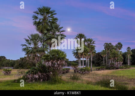 Landscape with moriche palm trees in the southern Pantanal, Fazenda Barranco Alto, Pantanal, Mato Grosso do Sul, Brazil Stock Photo
