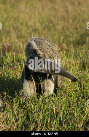 Giant anteater (Myrmecophaga tridactyla), Pantanal, Mato Grosso do Sul, Brazil Stock Photo