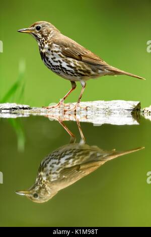 Song Thrush (Turdus philomelos), old bird with reflection, Kiskunság National Park, Hungary