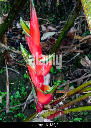 Heliconia wagneriana flower in Costa Rica Stock Photo