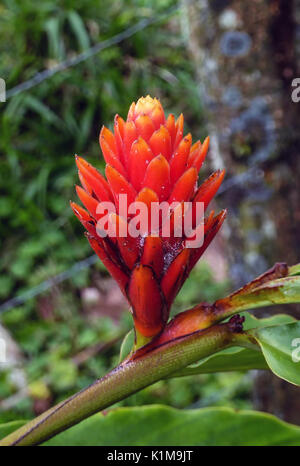 Alpinia purpurata (red ginger) in Costa Rica Stock Photo