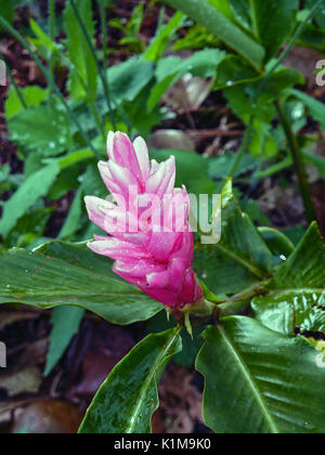 Alpinia purpurata (pink ginger) in Costa Rica Stock Photo