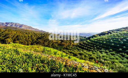 Olive groves surrounded by mountains along the Helshoogte Road between the historic towns of Stellenbosch and Franschhoek Stock Photo