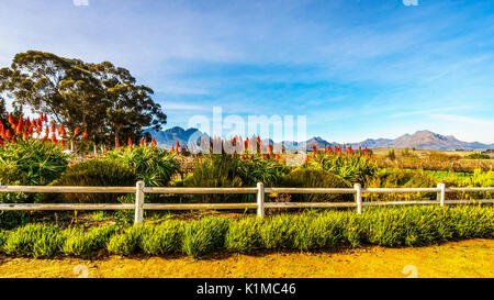 Flowering Krantz Aloe Flowers along a white on a vineyard near Stellenbosch in the Western Cape of South Africa on a nice South African winter day Stock Photo