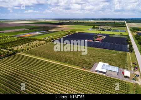 Miami Florida,Homestead,farmland,farm,crop,nursery,dragon fruit,cactus Pitaya Stenocereus pitahaya Hylocereus,aerial overhead view,FL17081871D Stock Photo