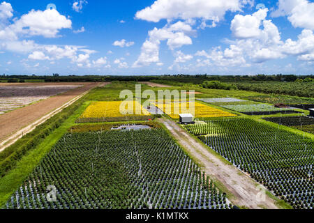 Miami Florida,Homestead,farmland,farm,agriculture,nursery,aerial overhead bird's eye view above,visitors travel traveling tour tourist tourism landmar Stock Photo