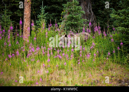 kananaskis fireweed alberta canada flowers alamy walks grizzly patch bear through