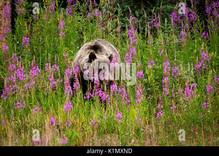 kananaskis fireweed flowers alberta canada alamy grizzly walks patch bear wild through similar