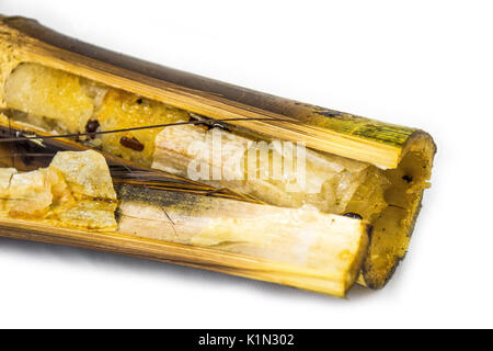 Sweet sticky rice in bamboo Stock Photo