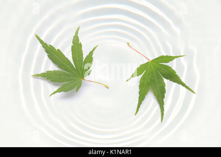 Japanese green maple on white water ripple Stock Photo