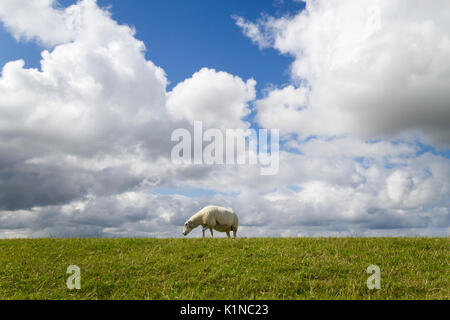 Sheep on a the green slope of a dike under a blue sky with white clouds Stock Photo