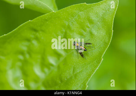 A metallic green sweat bee rests on a basil leaf. Stock Photo