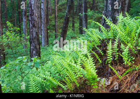 Common Polypod Ferns in a pine forest in the dunes Stock Photo