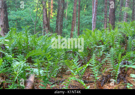 Common Polypod Ferns in a pine forest in the dunes Stock Photo