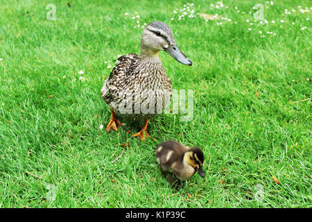 mummy duck taking care of baby duck Stock Photo