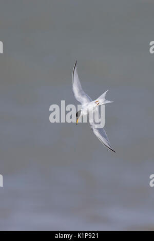Little Tern (Sternula albifrons), adult in breeding plumage about to dive, Essaouira, Morocco. Stock Photo