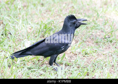 jungle crow (Corvus macrorhynchos), Lumphini Park, Bangkok, Thailand Stock Photo