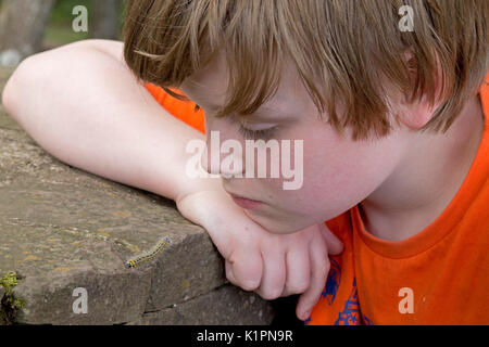 young boy looking at caterpillar, Bremm, Moselle, Rhineland-Palatinate, Germany Stock Photo
