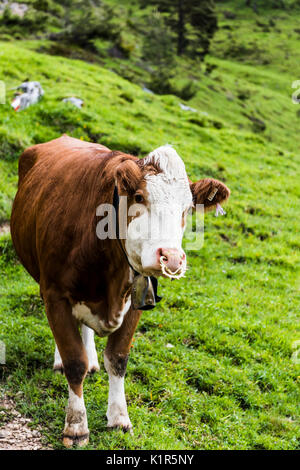 One of the many cows on the mountain side above Lake Achen (Achense) in the North Austrian Tirol Stock Photo