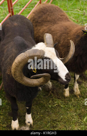 Balwen Welsh Mountain sheep ram a rare breed with it's distinctive black coat and white blaze originating from the Tywi (Towy) Valley of Wales Stock Photo