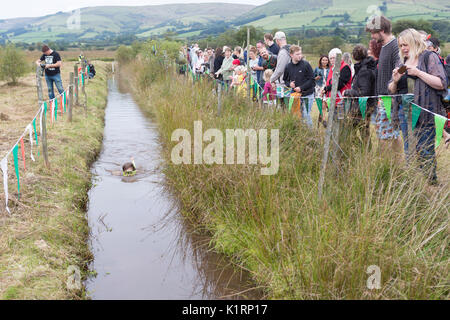 Competitors compete in the 2017 World Bogsnorkelling Championships at Waen Rhydd bog near Llanwrtyd Wells. Stock Photo