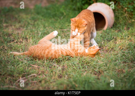 Two red kittens Stock Photo