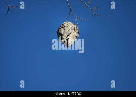 Large paper wasp nest hanging in tree Stock Photo