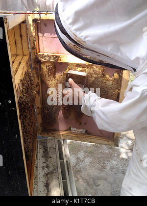 Beekeeper collecting honey from hive Stock Photo