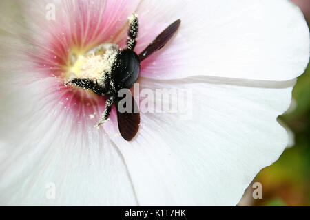 Black carpenter bee gathering pollen Stock Photo