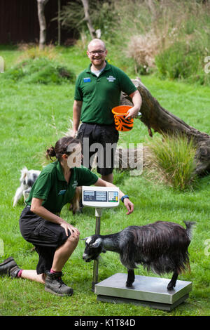 London, UK. 24th August, 2017. Zookeepers record the weights of pygmy goats at ZSL London Zoo as part of the zoo’s annual weigh in. Data for more than Stock Photo
