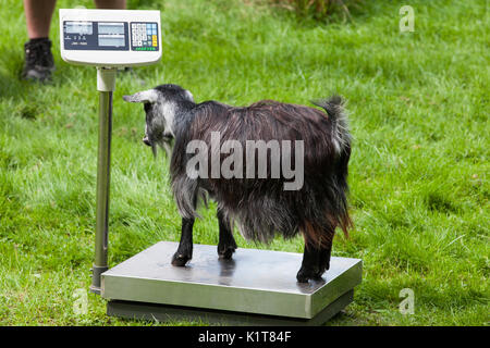 London, UK. 24th August, 2017. Zookeepers record the weights of pygmy goats at ZSL London Zoo as part of the zoo’s annual weigh in. Data for more than Stock Photo