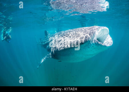 A whale shark feeds on plankton and krill near the surface of the bay of La Paz, Mexico. Stock Photo