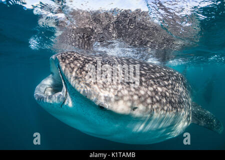 A whale shark feeds on plankton and krill near the surface of the bay of La Paz, Mexico. Stock Photo