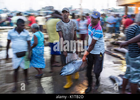 Fishermen carry a large tuna in the business of the Negombo fish market in Sri Lanka.