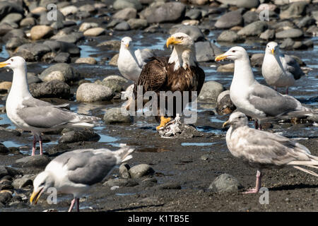 An adult bald eagle guards a pile of fish scraps from gulls on the beach at Anchor Point, Alaska. Stock Photo