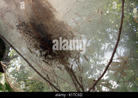 Fall webworm nests in tree Stock Photo