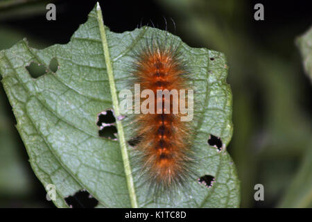 Yellow woolly bear caterpillar Stock Photo