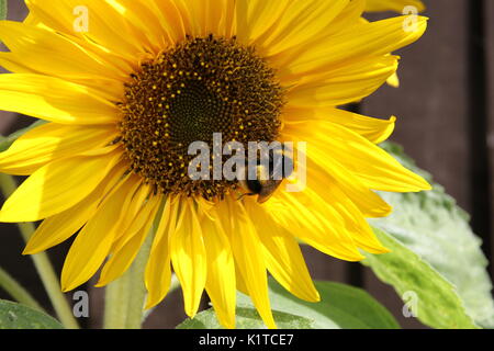 a close up of a blooming sunflower with green leaves and a bee pollinating Stock Photo