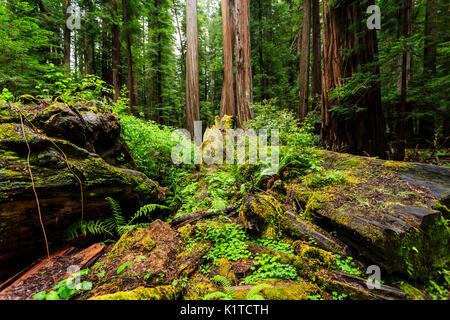 Forest floor in a lush dense old redwood forest Stock Photo