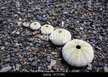 5 Sea Urchin shells arranged large to small in a line on pebble beach Stock Photo