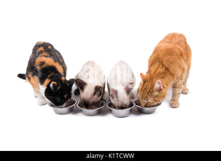 Front view of four cats, adults and kittens, eating out of silver bowls, on white Stock Photo