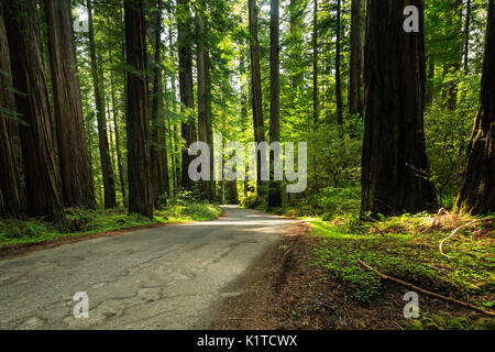 Narrow dirt road passes through redwood forest Stock Photo