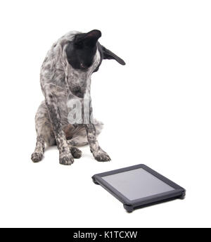 Young Texas Heeler looking at a computer tablet attentively, on white Stock Photo