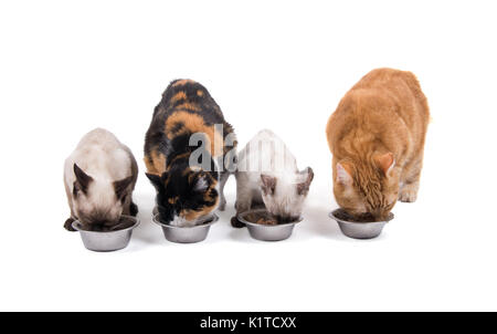 Four cats, adults and kittens, eating out of silver bowls, on white Stock Photo