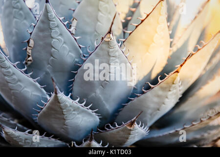 Detail close up of blue-green agave plant with long thorns with some leaves highlighted in sunshine Stock Photo