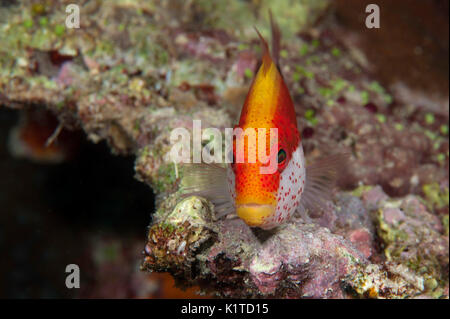 A Freckled Hawkfish resting on a reef in Fiji. Stock Photo