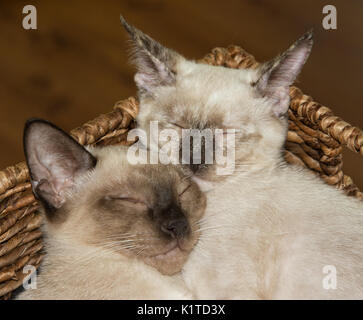 Closeup of two Siamese kittens snuggling up, asleep, in a brown basket Stock Photo